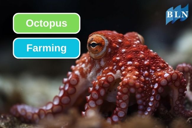 Octopus Farming Business: Learn the Opportunities and Challenges